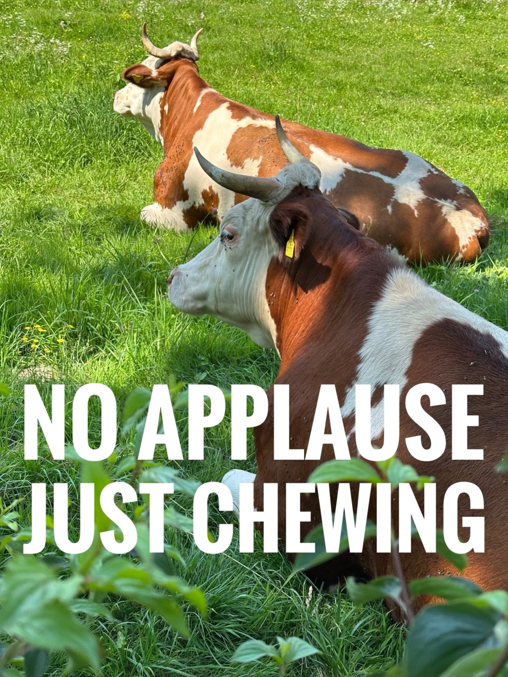 Running with the Cows